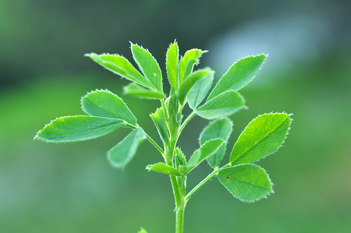 Certified organic Alfalfa (Medicago sativa)