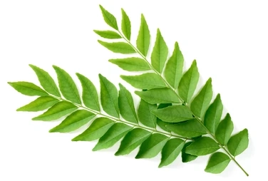 Certified organic Curry leaf extract (Murraya koenigii)