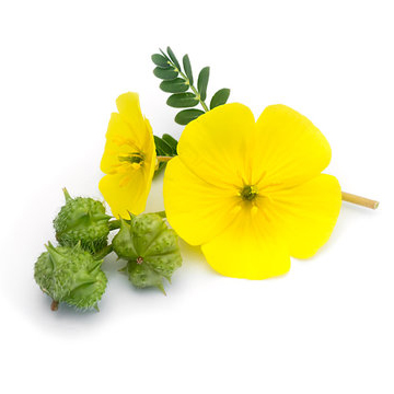 Certified organic Gokshura extract (Tribulus terrestris)