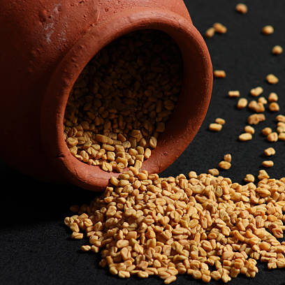 Certified organic Fenugreek (Trigonella foenum-graecum)
